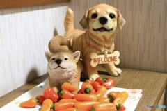 ミニパプリカ収穫♪