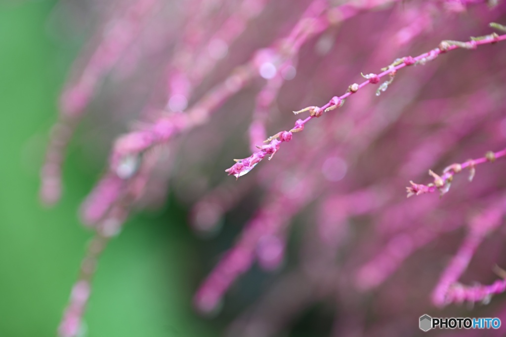いよいよ秋色の箒草