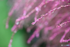 いよいよ秋色の箒草 いよいよ秋色の箒草