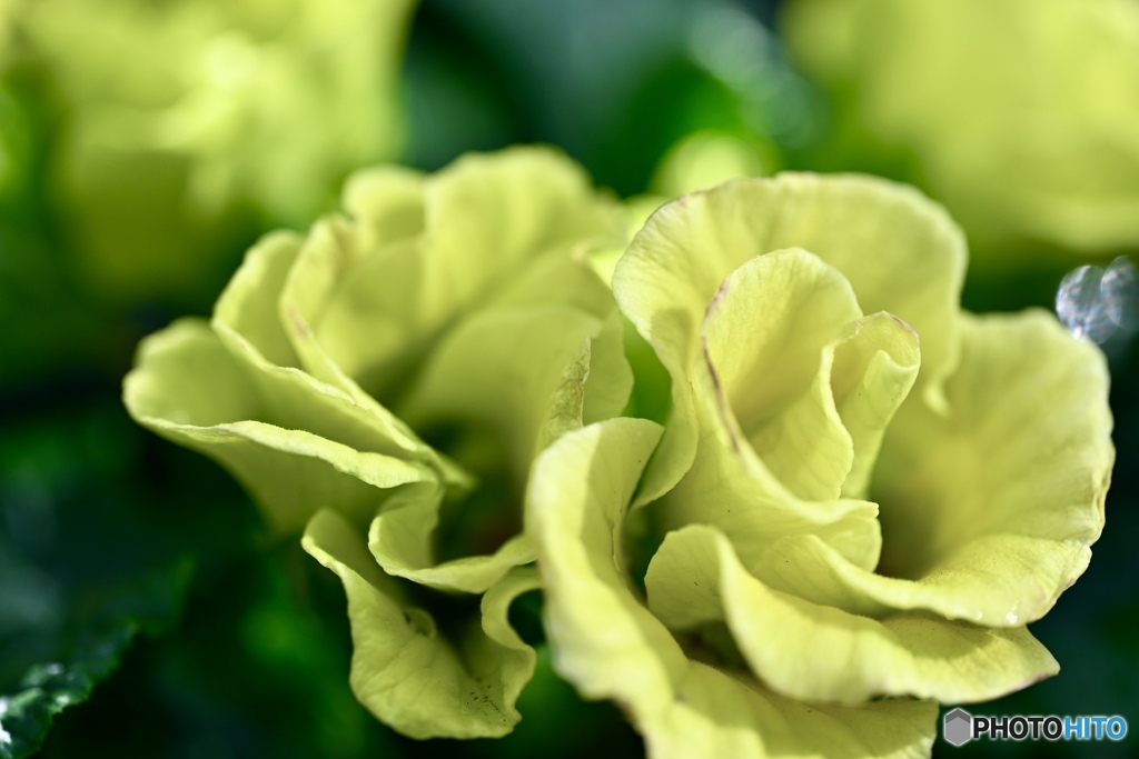 ジュリアン イエロー