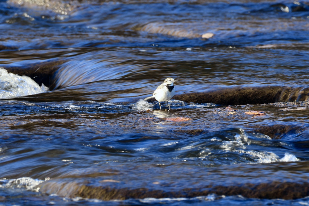 入り組んだ流れ　早瀬にて♪