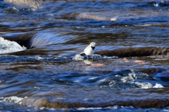 入り組んだ流れ　早瀬にて♪