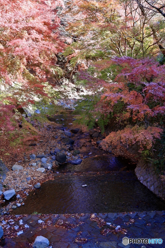 大山麓の紅葉②