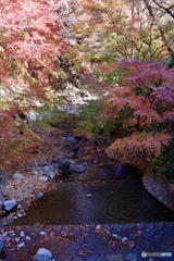 大山麓の紅葉②