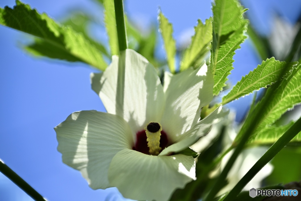 青空と夏野菜の花