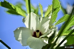 青空と夏野菜の花