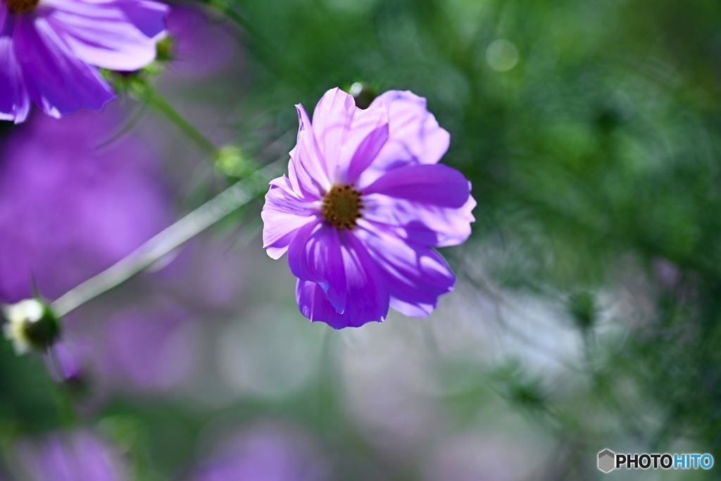 風に靡く花びら