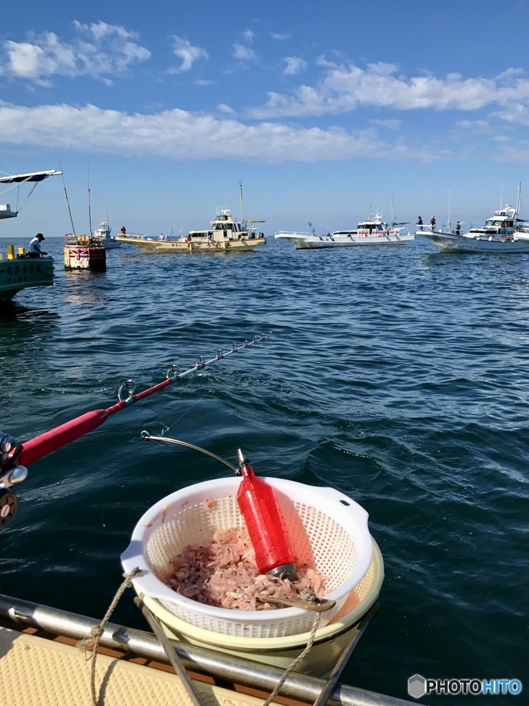 湘南のカツオ釣り