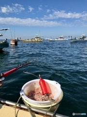 湘南のカツオ釣り