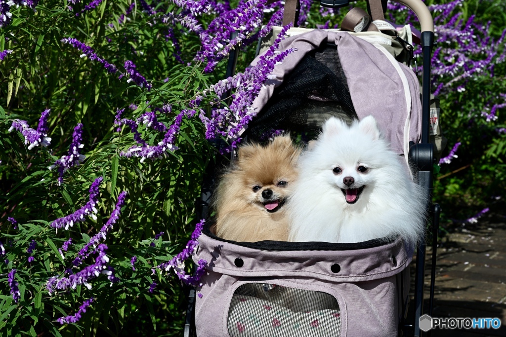 アメジストセージのアーチから、こんにちわ