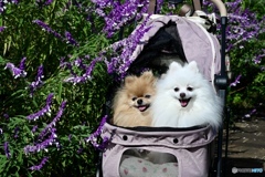 アメジストセージのアーチから、こんにちわ アメジストセージのアーチから、こんにちわ