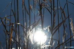 水辺の陽だまり