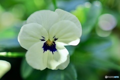 人面花