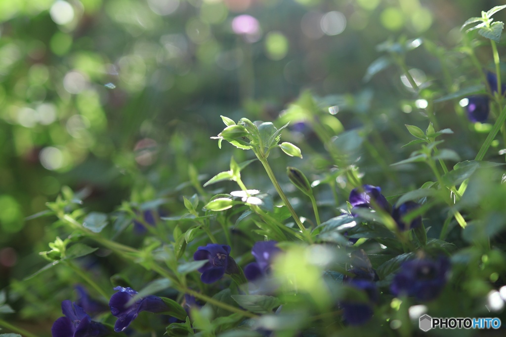 花壇に光　朝靄が少し