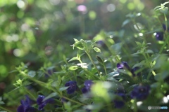 花壇に光　朝靄が少し