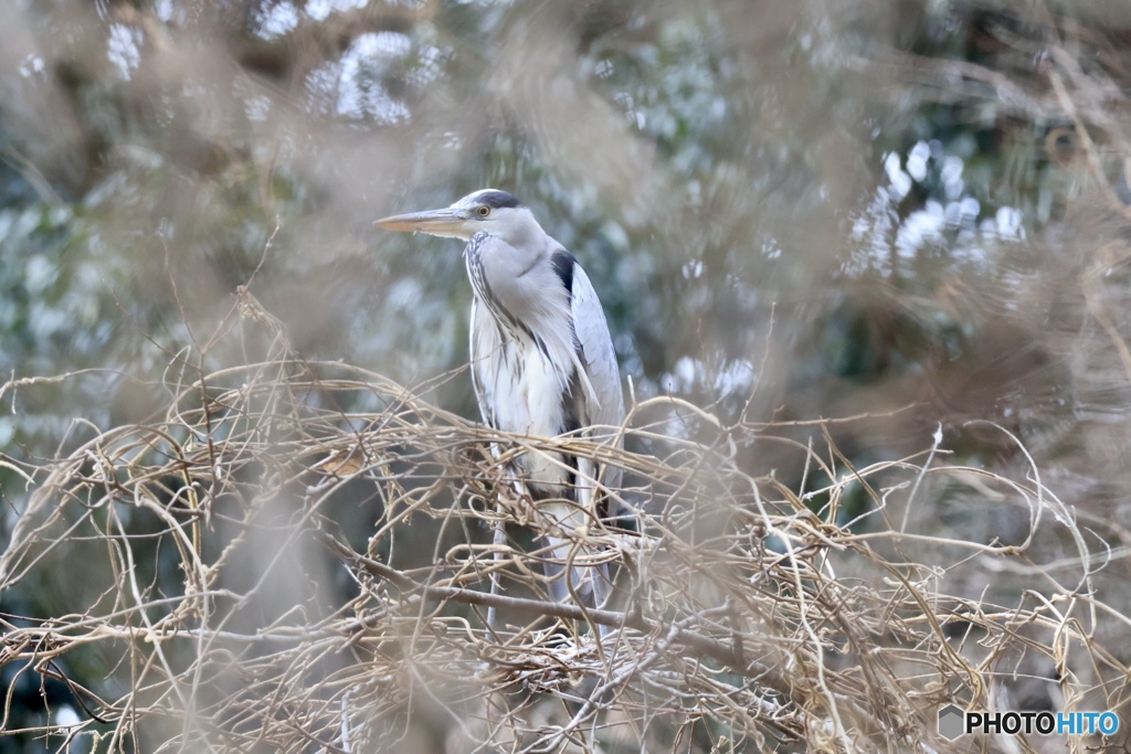 ペンギンになったアオサギさん