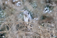 ペンギンになったアオサギさん