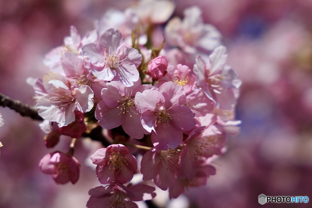 桜の鞠