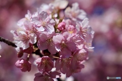 桜の鞠