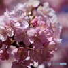 桜の鞠