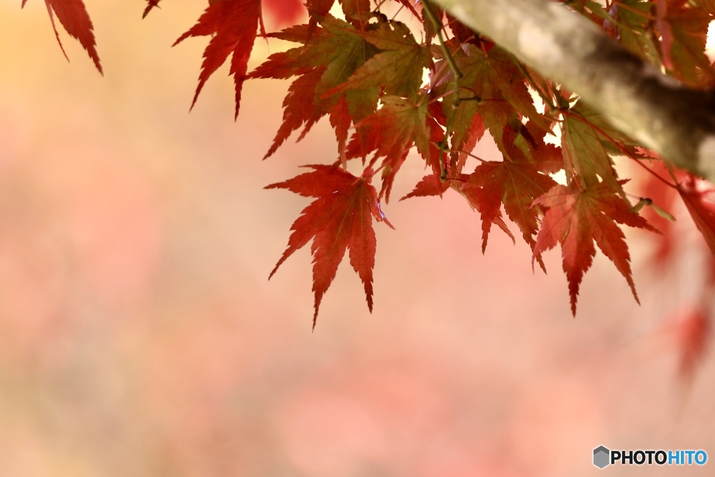 深まりゆく、今年の秋