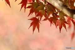 深まりゆく、今年の秋