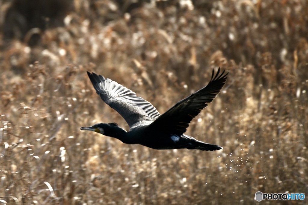 枯れゆくススキと黒い鳥