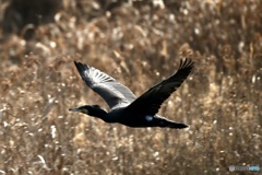 枯れゆくススキと黒い鳥