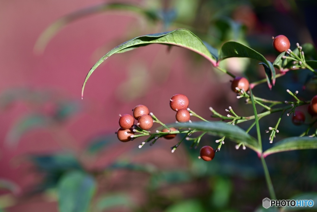 南天の実に色がつきました