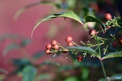 南天の実に色がつきました