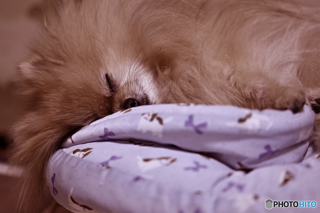 レンズを選ばない撮りやすい被写体♬