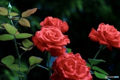地元有志の花壇にて　完