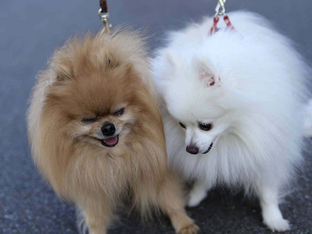 仲良しな愛犬たち