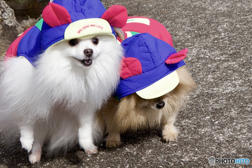 Chip&Pino★