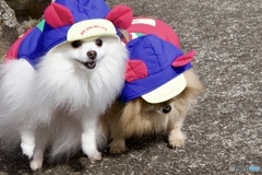 Chip&Pino★