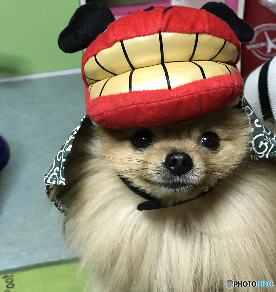あけおめです