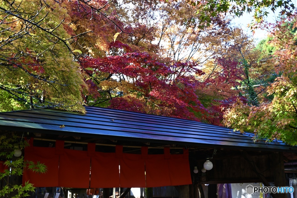 赤い暖簾と紅葉の木をくぐり　茶屋へ
