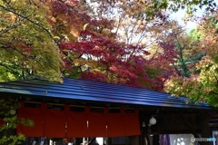 赤い暖簾と紅葉の木をくぐり　茶屋へ