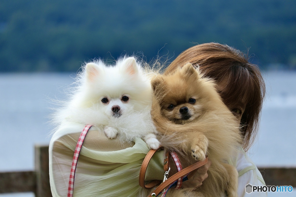 ピノ＆チップ