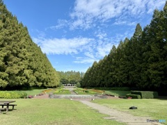 大並木と秋の空