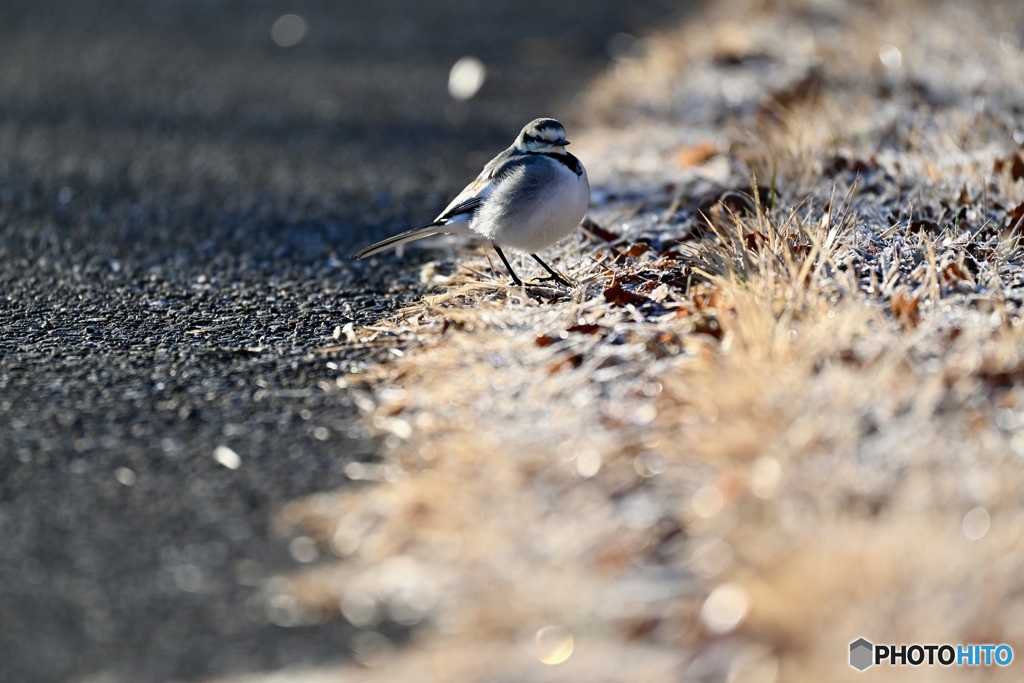 凍てつくみちを、ゆけば