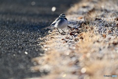 凍てつくみちを、ゆけば