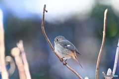 寄らせてくれてありがとう