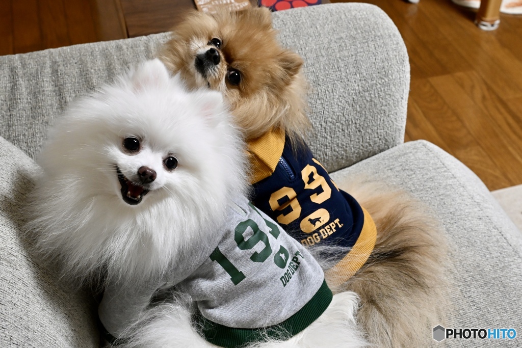 こんにちワン！