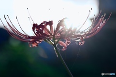 光を生み出す花