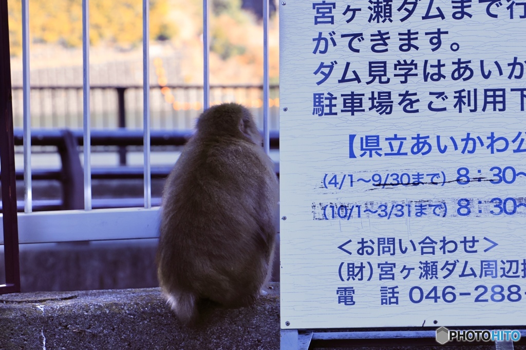 ダムを見学に来たおさるさん ♬
