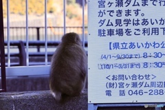 ダムを見学に来たおさるさん ♬