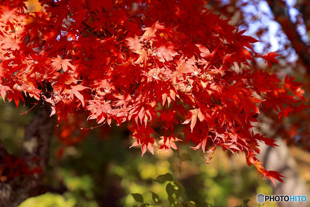 やっぱり、紅葉はいいですね♬