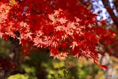 やっぱり、紅葉はいいですね♬