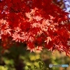 やっぱり、紅葉はいいですね♬